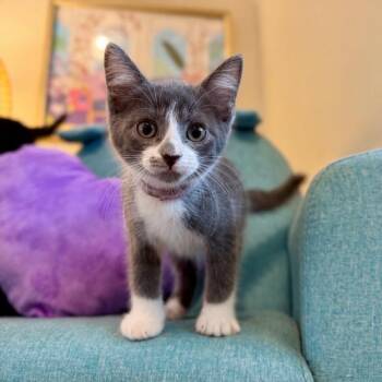 Chattanooga Choo Choo Sweet On You -  Tuxedo and Domestic Short Hair Cat for Adoption in Friendswood, Texas - Chattanooga Choo Choo Sweet On You | PetCurious