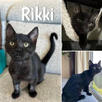 Rikki -  Domestic Short Hair Cat for Adoption in Orangevale, California - Rikki | PetCurious