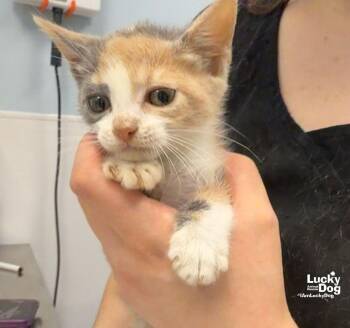 Grub -  Domestic Short Hair Cat for Adoption in Washington, District Of Columbia - Grub | PetCurious