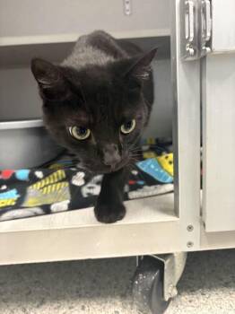 Antonio -  Domestic Short Hair Cat for Adoption in Bowling Green, Ohio - Antonio | PetCurious