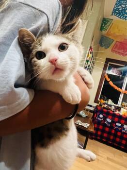 Rescue Domestic Short Hair Cats for Adoption in Santa Cruz, California - Racoon | PetCurious