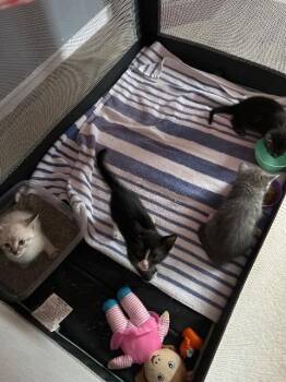 Domestic Short Hair Cats Available for Adoption in Corpus Christi, Texas - Kale | PetCurious