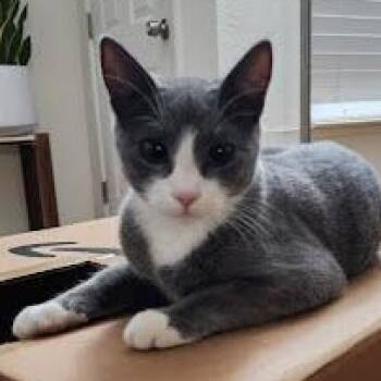 Tuxedo and Domestic Short Hair Cats Available for Adoption - Luna | PetCurious