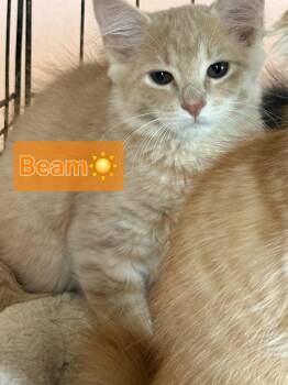 Beam -  Domestic Medium Hair Cat for Adoption in Rossville, Georgia - Beam | PetCurious