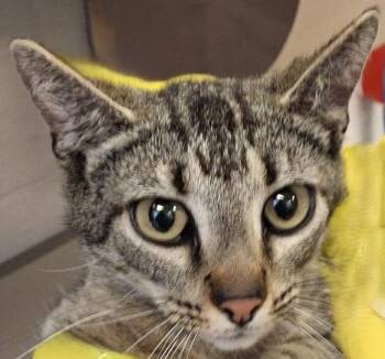 Domestic Short Hair Cats Available for Adoption in Brenham, Texas - Joy | PetCurious