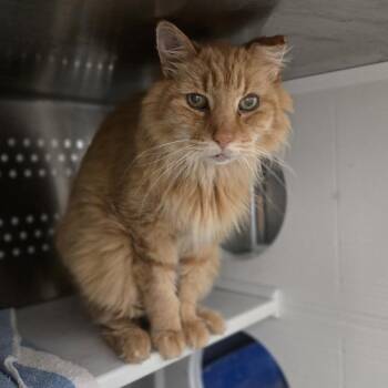 Tators -  Domestic Short Hair Cat for Adoption in Pittsburgh, Pennsylvania - Tators | PetCurious