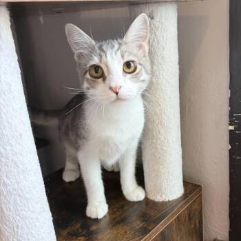 Harmony -  Domestic Short Hair Cat for Adoption in Los Angeles, California - Harmony | PetCurious