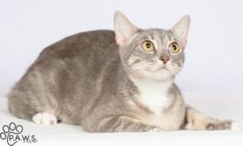 Whitney -  Domestic Short Hair Cat for Adoption in Orland Hills, Illinois - Whitney | PetCurious