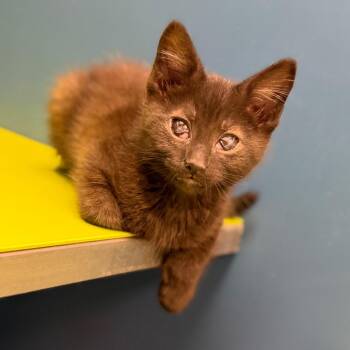 Nilla -  Domestic Short Hair Cat for Adoption in Watertown, New York - Nilla | PetCurious