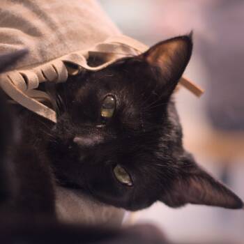 Rescue Domestic Short Hair Cats for Adoption in Lakewood, California - Inyo | PetCurious