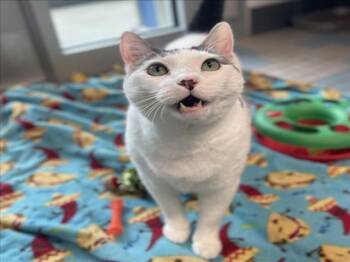 BUTTONS -  Domestic Short Hair Cat for Adoption in Loveland, Colorado - BUTTONS | PetCurious