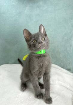 Beck -  Russian Blue and Domestic Short Hair Cat Available for Adoption in Tavares, Florida - Beck | PetCurious