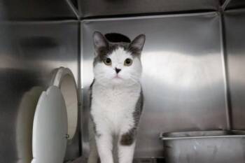 Domestic Short Hair Cats Available for Adoption in Las Vegas, Nevada - SHERYL | PetCurious