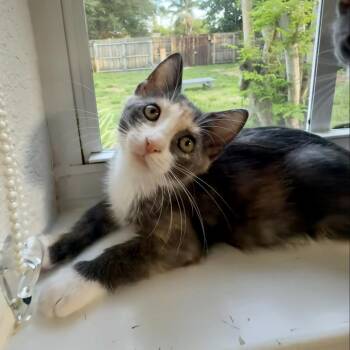 Pink -  Domestic Short Hair Cat for Adoption in Sunrise, Florida - Pink | PetCurious