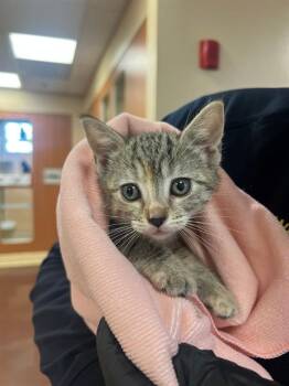 PEACHES -  Domestic Short Hair Cat for Adoption in Thousand Palms, California - PEACHES | PetCurious