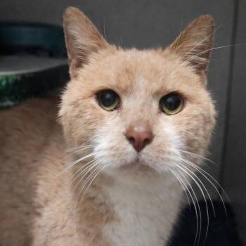 Domestic Short Hair Cats Available for Adoption - Waffles | PetCurious