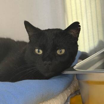 Sam -  Domestic Short Hair Cat for Adoption in Blairsville, Georgia - Sam | PetCurious