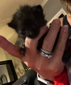 Rescue Domestic Short Hair Cats for Adoption in Columbia, South Carolina - Snowflake | PetCurious