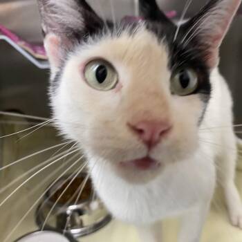 Magpie -  Domestic Short Hair Cat for Adoption in Eureka Springs, Arkansas - Magpie | PetCurious