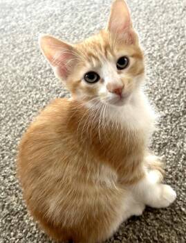 Blaze -  Domestic Short Hair Cat Available for Adoption in Ventura, California - Blaze | PetCurious