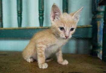 Domestic Short Hair Cats Available for Adoption in San Antonio, Texas - Anchovy | PetCurious