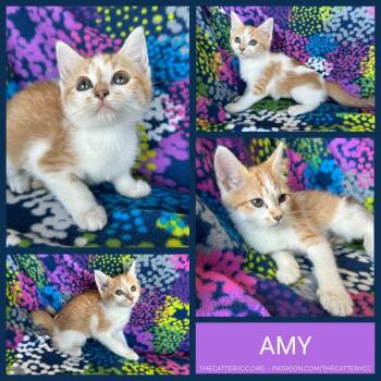 Amy -  Domestic Short Hair Cat for Adoption in Corpus Christi, Texas - Amy | PetCurious