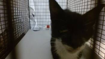 Rescue Domestic Short Hair Cats for Adoption in Doral, Florida - MICHI | PetCurious