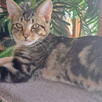 Mitch 6 mos -  Tabby Cat for Adoption in London, Ontario - Mitch 6 Mos | PetCurious