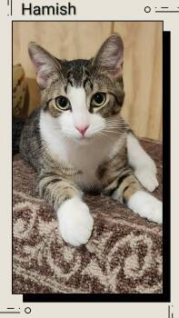 Domestic Short Hair Cats Available for Adoption in Caistor Centre, Ontario - Hamish | PetCurious
