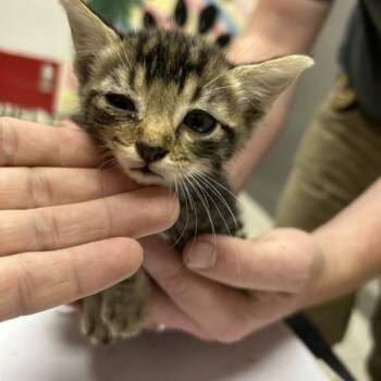 Domestic Short Hair Cats Available for Adoption in Lufkin, Texas - Watson | PetCurious