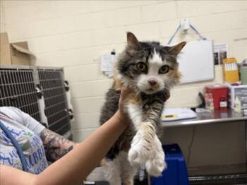 FRIDA -  Domestic Long Hair Cat for Adoption in Santa Fe, New Mexico - FRIDA | PetCurious