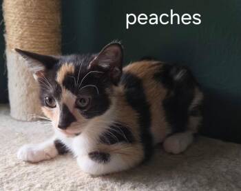 Peaches -  Domestic Short Hair Cat for Adoption in Oviedo, Florida - Peaches | PetCurious