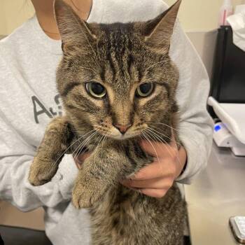 Captain Jack -  Domestic Short Hair and Mixed Breed Cat for Adoption in Chicago, Illinois - Captain Jack | PetCurious