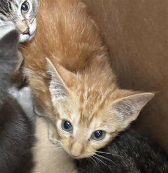 JUJU -  Domestic Short Hair Cat for Adoption in Dallas, Texas - JUJU | PetCurious
