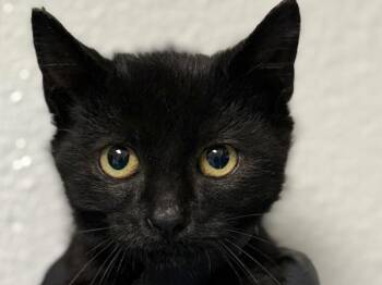 Katherine -  Domestic Short Hair Cat for Adoption in Portland, Oregon - Katherine | PetCurious