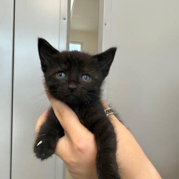 Domestic Short Hair Cats Available for Adoption in Sand Springs, Oklahoma - Raven Litter 4 | PetCurious
