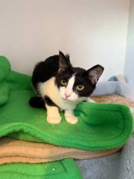 Rescue Domestic Short Hair Cats for Adoption in Louisville, Kentucky - Kit | PetCurious