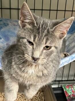 Rescue Domestic Short Hair Cats for Adoption in Lunenburg, Massachusetts - Thumper | PetCurious