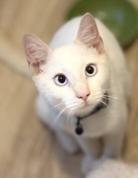 Fred -  Siamese Cat for Adoption in Townville, South Carolina - Fred | PetCurious