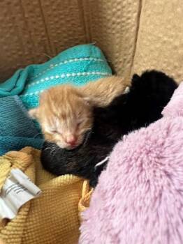 Domestic Short Hair Cats Available for Adoption - A1879898 | PetCurious