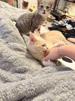 Bowser and Peach -  Domestic Short Hair Cat for Adoption in New Britain, Connecticut - Bowser And Peach | PetCurious