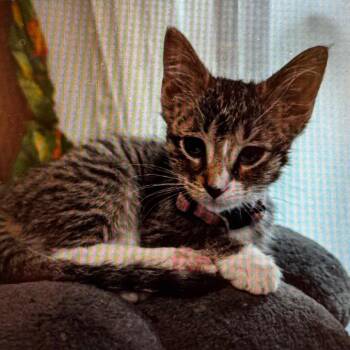 Lola(pink collar) -  Domestic Short Hair Cat for Adoption in Wheeling, Illinois - Lola(pink Collar) | PetCurious