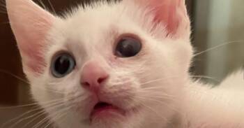 Rescue Domestic Short Hair Cats for Adoption in Houston, Texas - Billy Idol | PetCurious