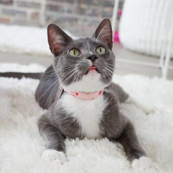 Wembley -  Domestic Short Hair Cat for Adoption in New Orleans, Louisiana - Wembley | PetCurious