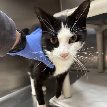 Boba Fett -  Domestic Short Hair Cat for Adoption in Los Angeles, California - Boba Fett | PetCurious