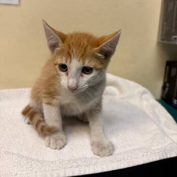Dill -  Domestic Short Hair Cat for Adoption in Pasadena, California - Dill | PetCurious