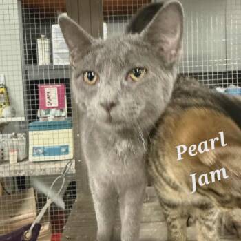 Rescue Domestic Short Hair Cats for Adoption in Richmond, Indiana - Pearl Jam | PetCurious