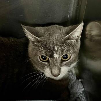 Andi -  Domestic Short Hair Cat for Adoption in Fairmont, West Virginia - Andi | PetCurious