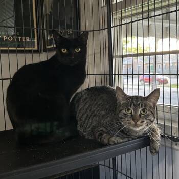 Rescue Domestic Short Hair Cats for Adoption in Bellmawr, New Jersey - Joan Jett And Blackbird | PetCurious