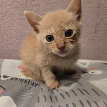 Domestic Short Hair Cats Available for Adoption - Magma Cube | PetCurious